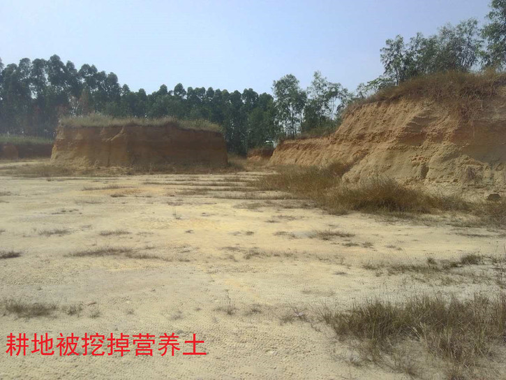 广东吴川钟毓山村逾500亩耕地陆续被破坏超过20年钟毓，一直投诉无门！