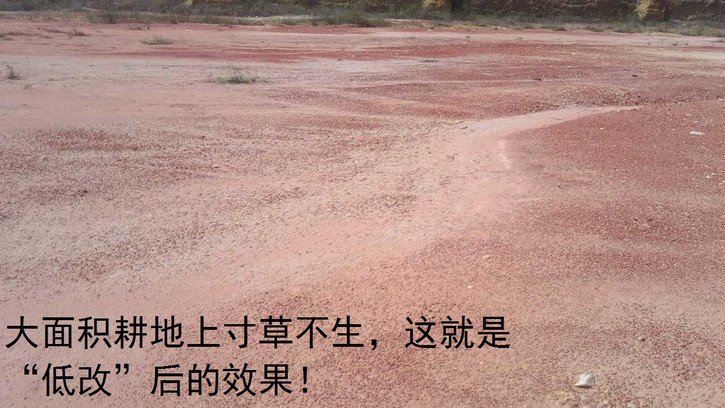 广东吴川钟毓山村逾500亩耕地陆续被破坏超过20年钟毓，一直投诉无门！