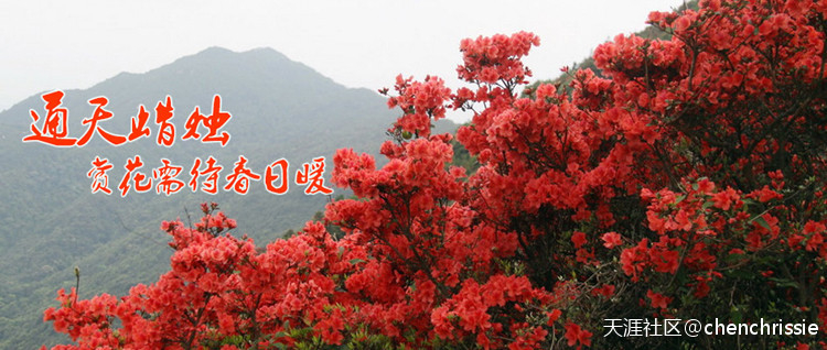 爬通天蜡烛 看漫山杜鹃花（登山 赏花 海拔1047米 从化十登）:米十