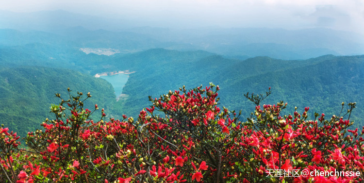 爬通天蜡烛 看漫山杜鹃花（登山 赏花 海拔1047米 从化十登）