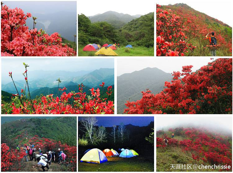 爬通天蜡烛 看漫山杜鹃花（登山 赏花 海拔1047米 从化十登）