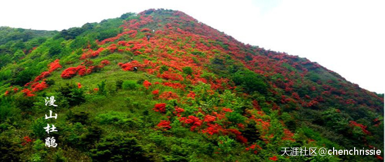 爬通天蜡烛 看漫山杜鹃花（登山 赏花 海拔1047米 从化十登）
