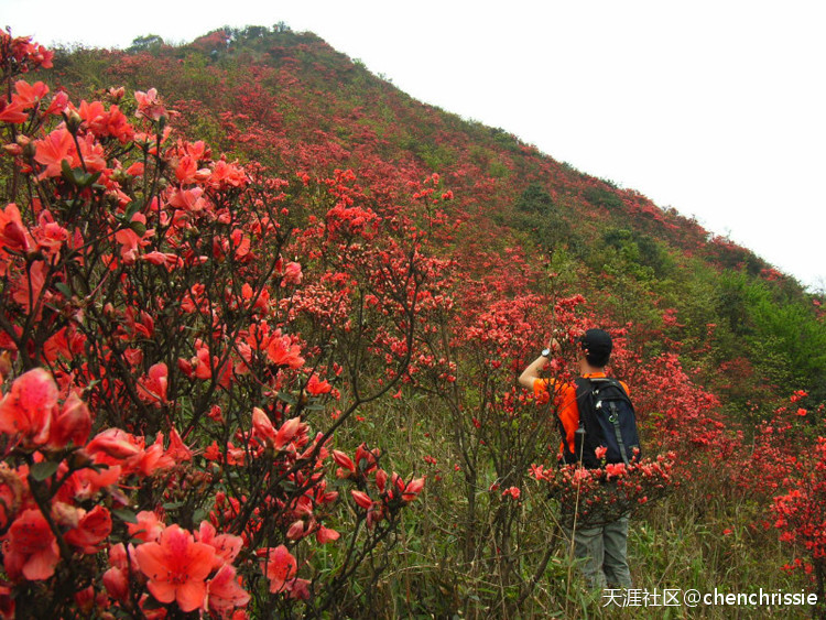 爬通天蜡烛 看漫山杜鹃花（登山 赏花 海拔1047米 从化十登）