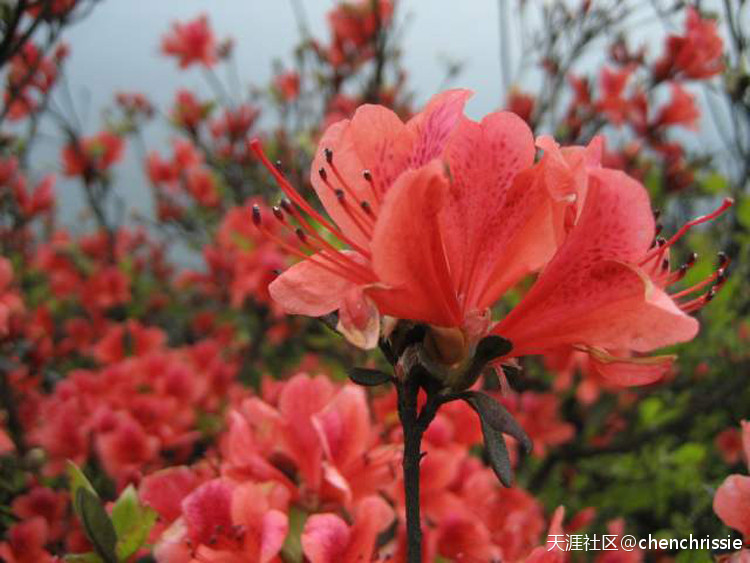 爬通天蜡烛 看漫山杜鹃花（登山 赏花 海拔1047米 从化十登）