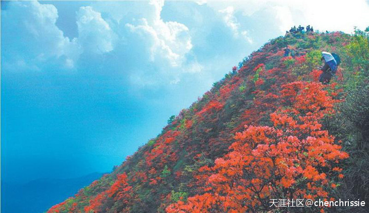 爬通天蜡烛 看漫山杜鹃花（登山 赏花 海拔1047米 从化十登）