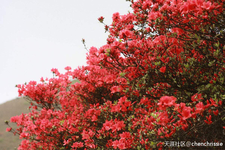 爬通天蜡烛 看漫山杜鹃花（登山 赏花 海拔1047米 从化十登）