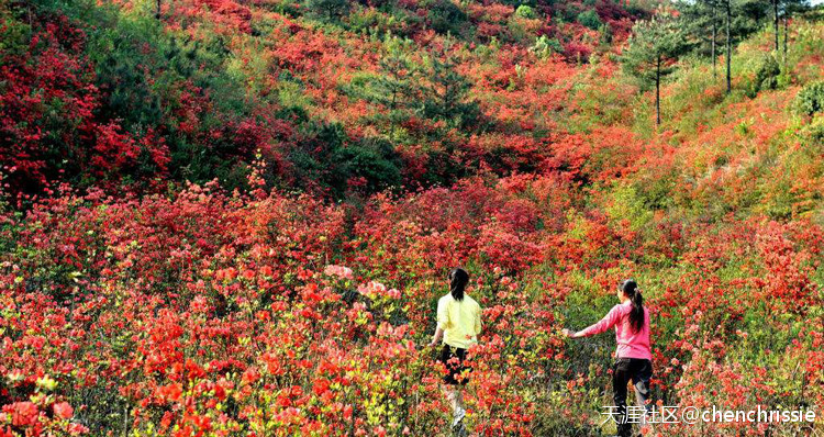 爬通天蜡烛 看漫山杜鹃花（登山 赏花 海拔1047米 从化十登）