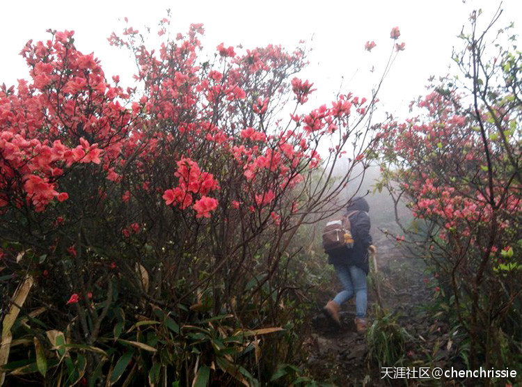 爬通天蜡烛 看漫山杜鹃花（登山 赏花 海拔1047米 从化十登）