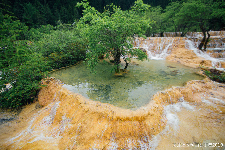 “齐赏瑶池兰花于泳，共话遗产保护”黄龙第四届高山兰花节开幕