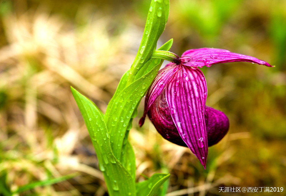 “齐赏瑶池兰花于泳，共话遗产保护”黄龙第四届高山兰花节开幕