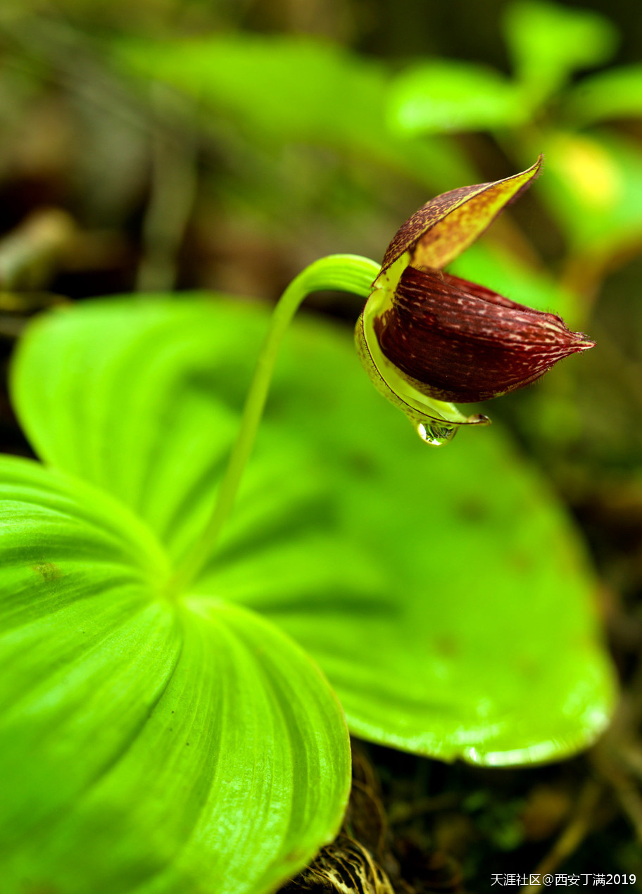 “齐赏瑶池兰花于泳，共话遗产保护”黄龙第四届高山兰花节开幕