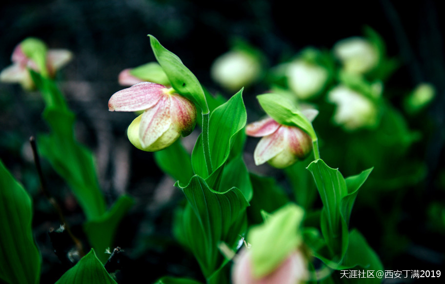 “齐赏瑶池兰花于泳，共话遗产保护”黄龙第四届高山兰花节开幕