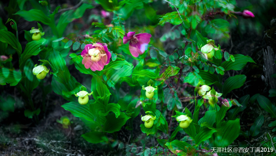 “齐赏瑶池兰花于泳，共话遗产保护”黄龙第四届高山兰花节开幕