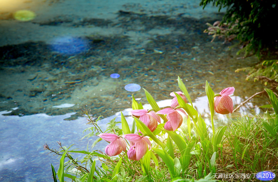 “齐赏瑶池兰花于泳，共话遗产保护”黄龙第四届高山兰花节开幕